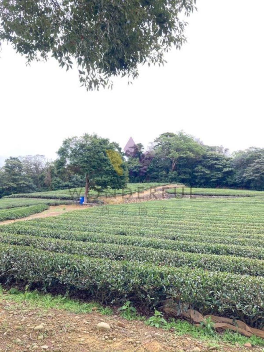 [精彩]龍潭北坑段茶園