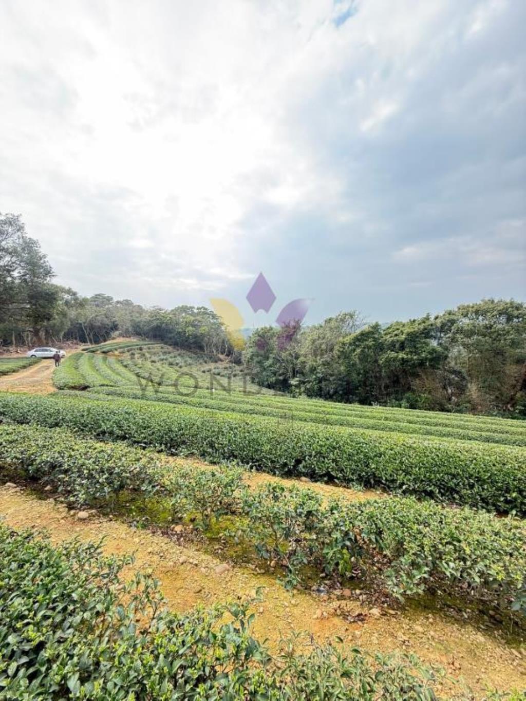 [精彩]龍潭北坑段茶園