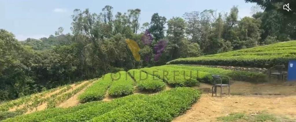 [精彩]龍潭北坑段茶園