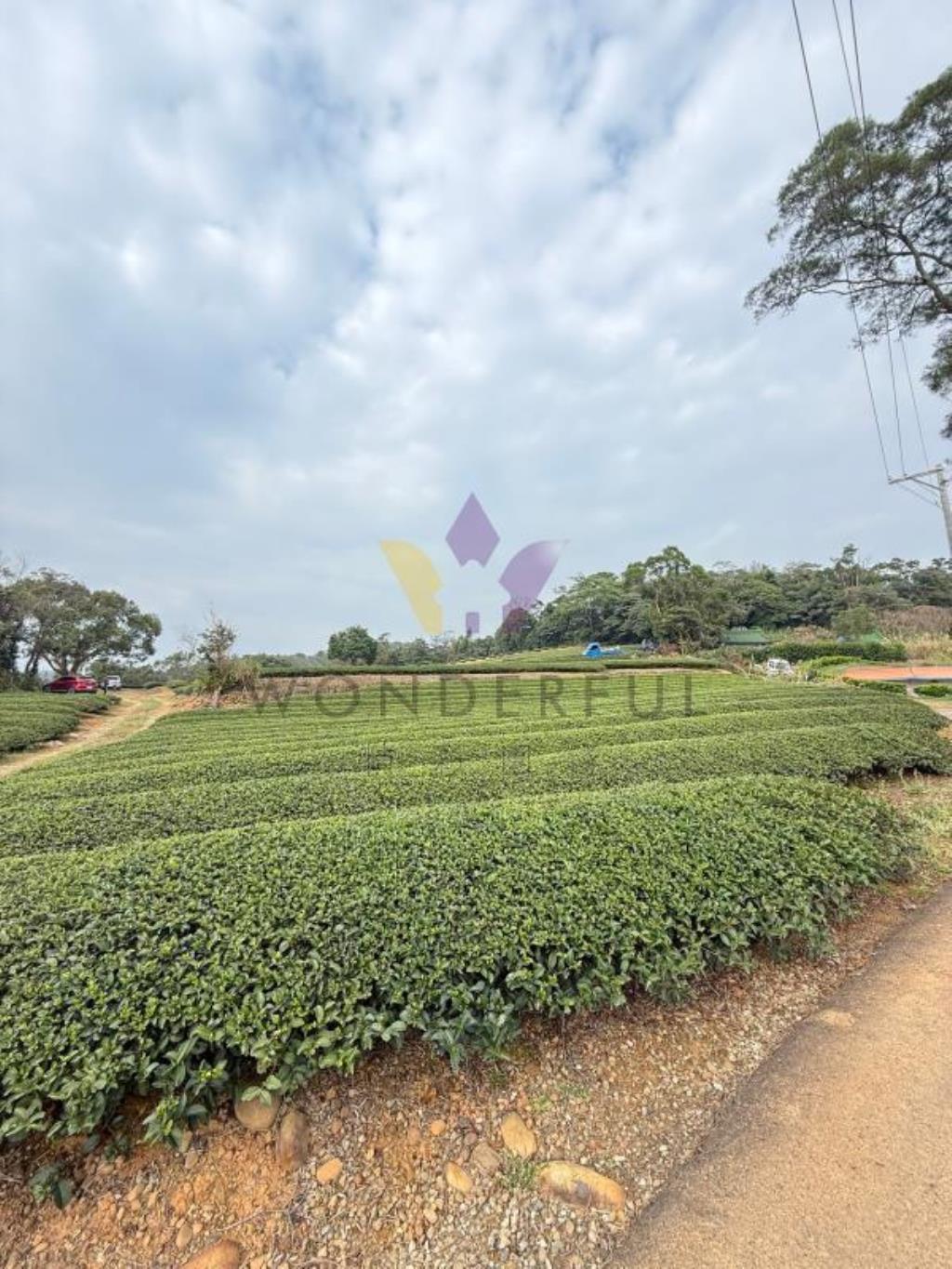 [精彩]龍潭北坑段茶園