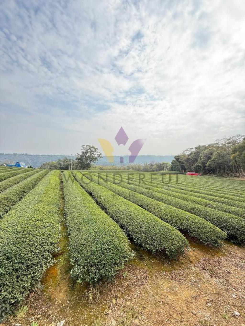 [精彩]龍潭北坑段茶園