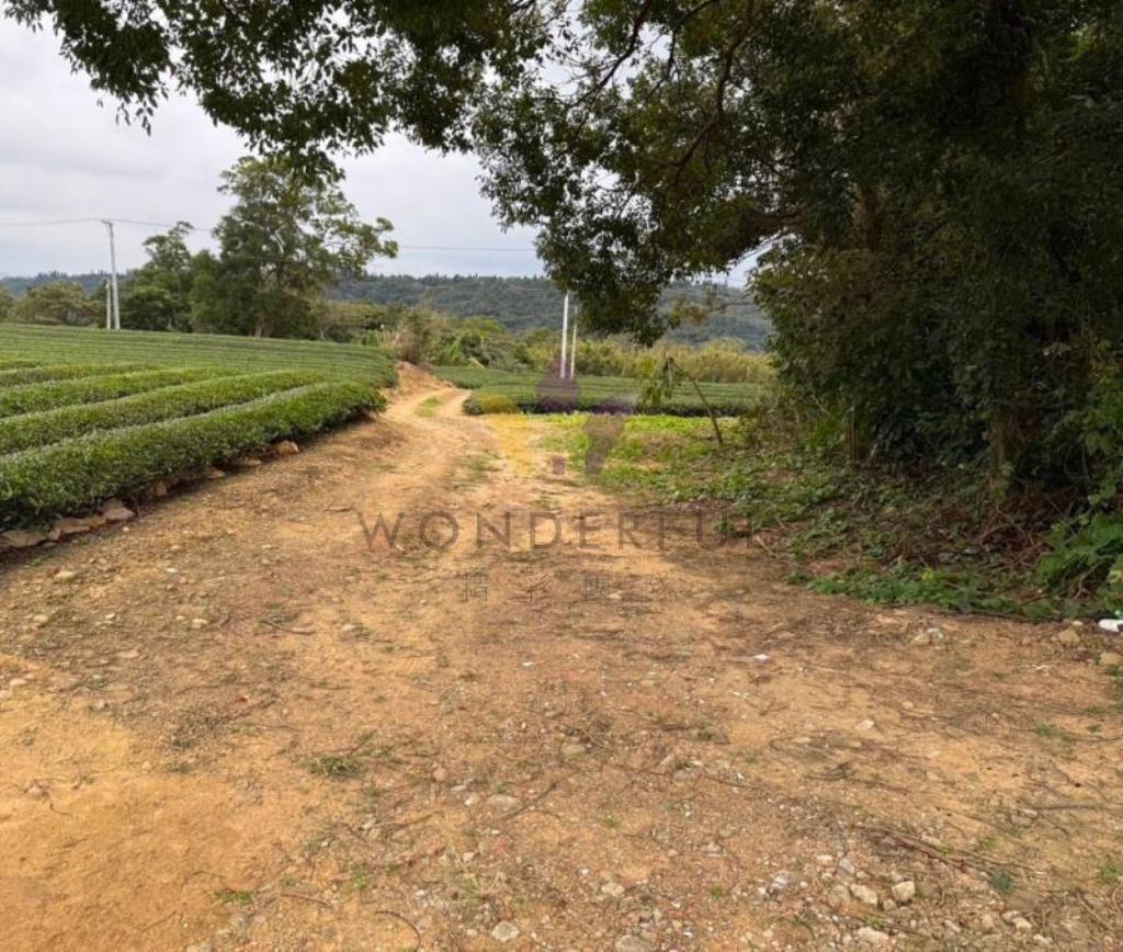 [精彩]龍潭北坑段茶園