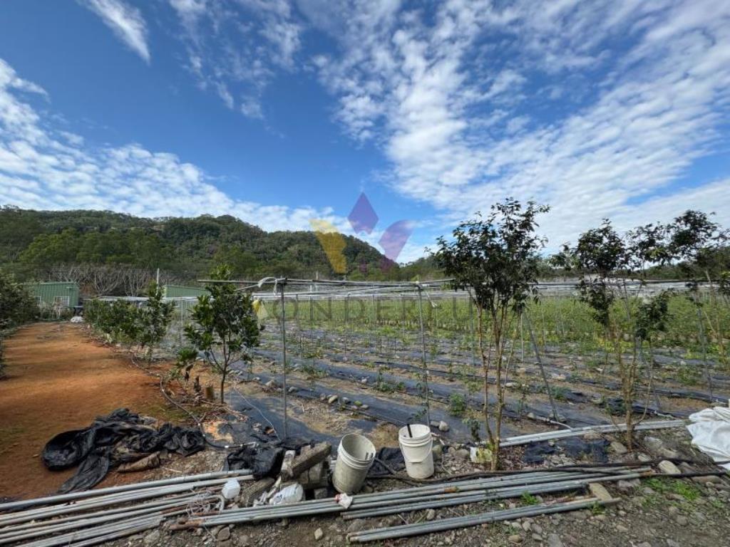 E內灣計畫道路增昌大橋民宿旁財神鄰居美農