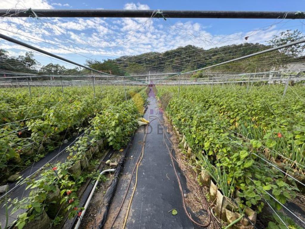 E內灣計畫道路增昌大橋民宿旁財神鄰居美農