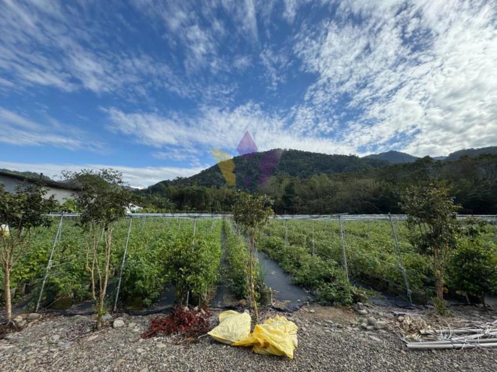 E內灣計畫道路增昌大橋民宿旁財神鄰居美農