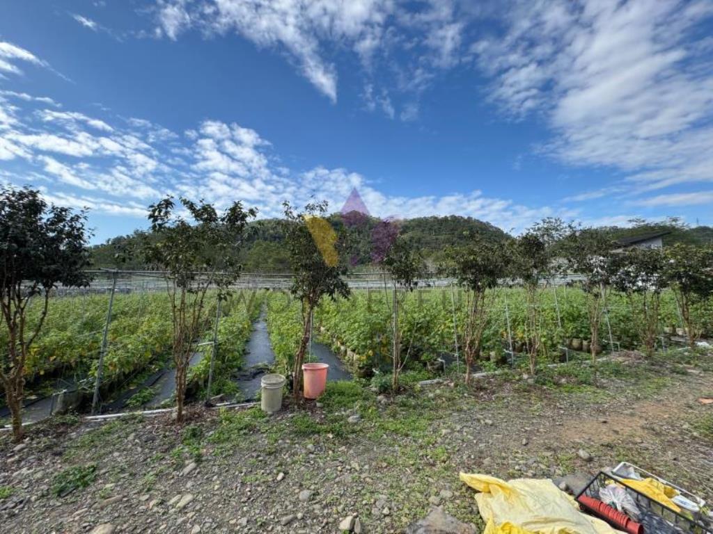 D內灣計畫道路增昌大橋民宿旁財神鄰居美農