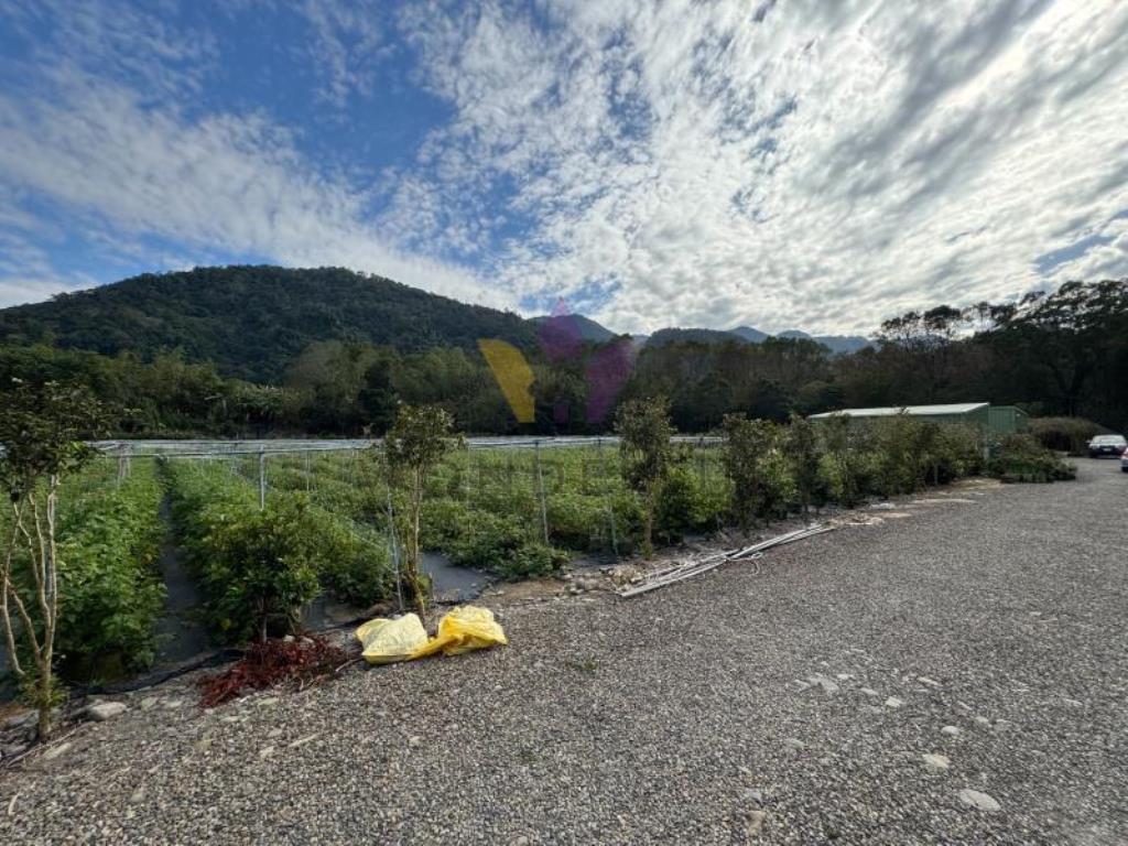 D內灣計畫道路增昌大橋民宿旁財神鄰居美農