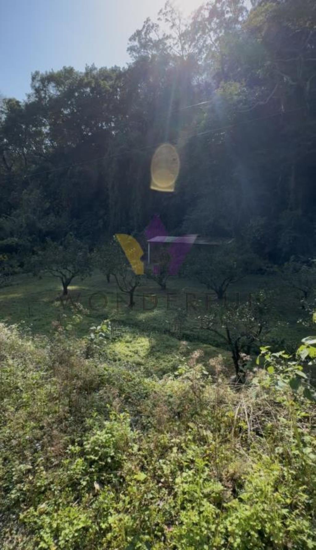 超大1251坪！橫山鄉下大窩段現場果樹農