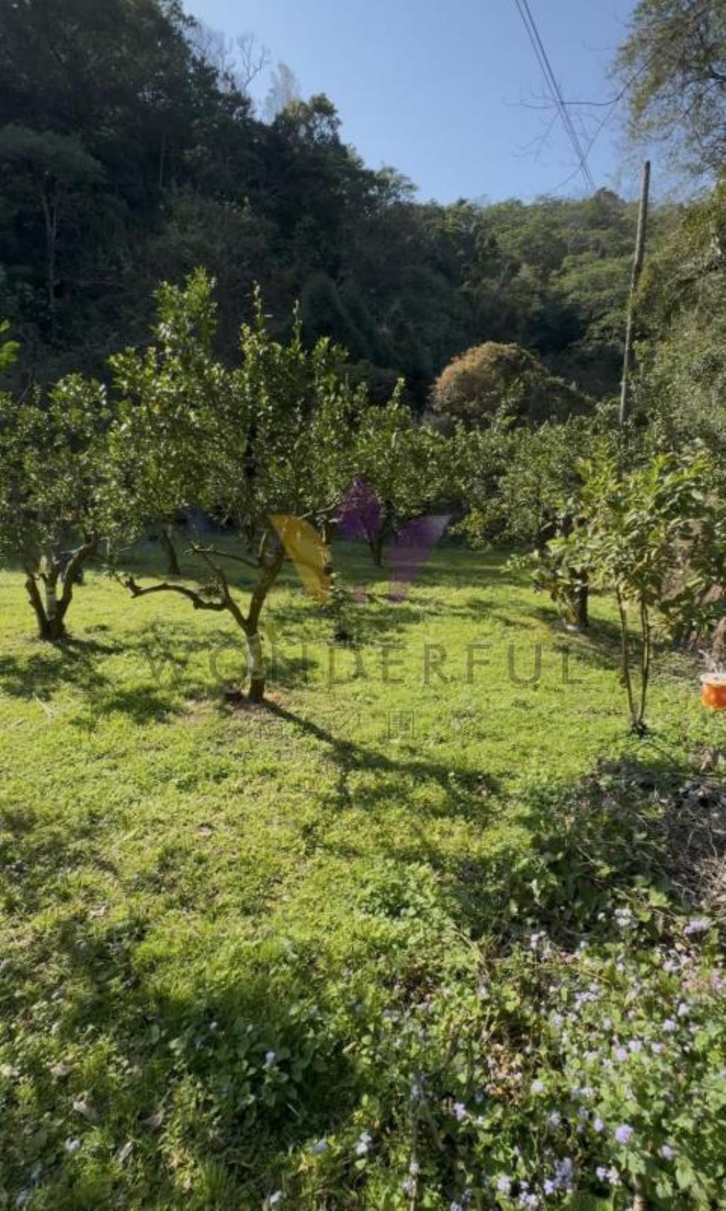 超大1251坪！橫山鄉下大窩段現場果樹農