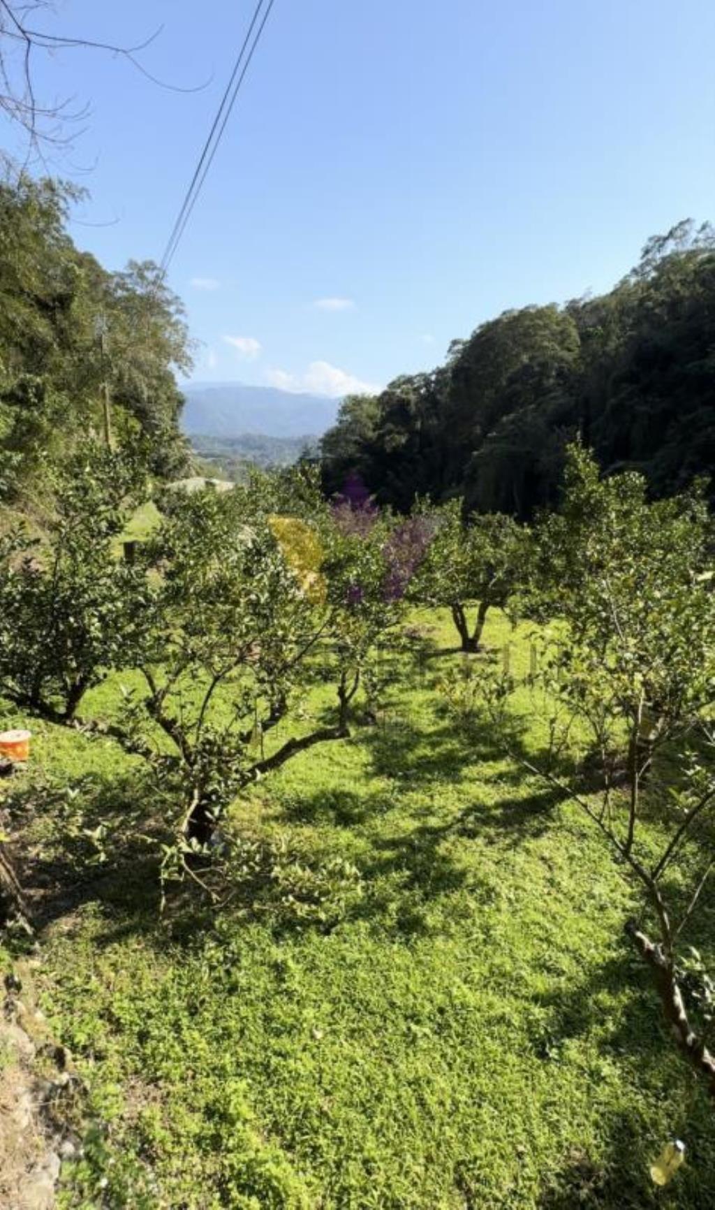 超大1251坪！橫山鄉下大窩段現場果樹農