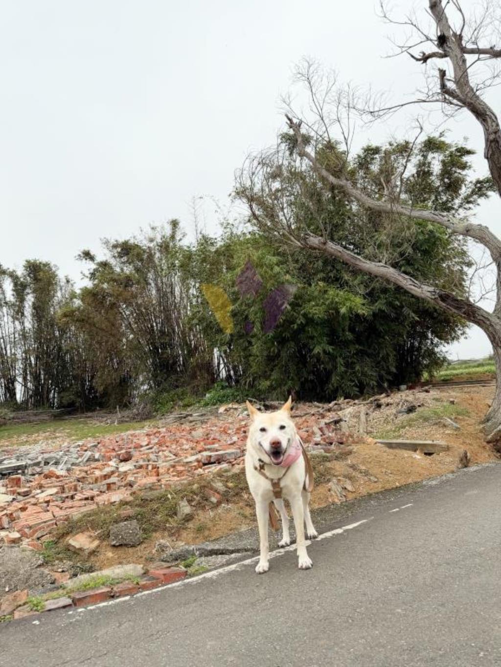 [精彩]觀音育仁國小農+建
