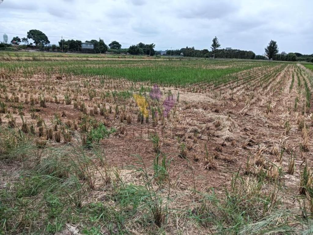 [精彩]新屋大坡591美田