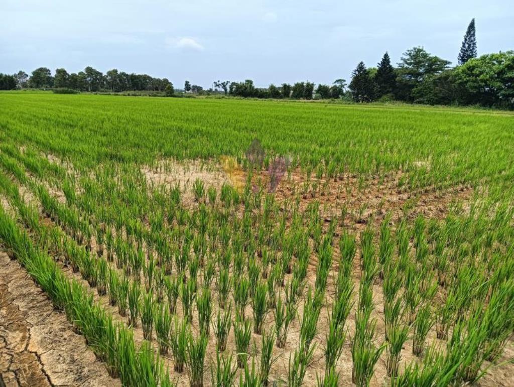 [精彩]新屋大坡591美田