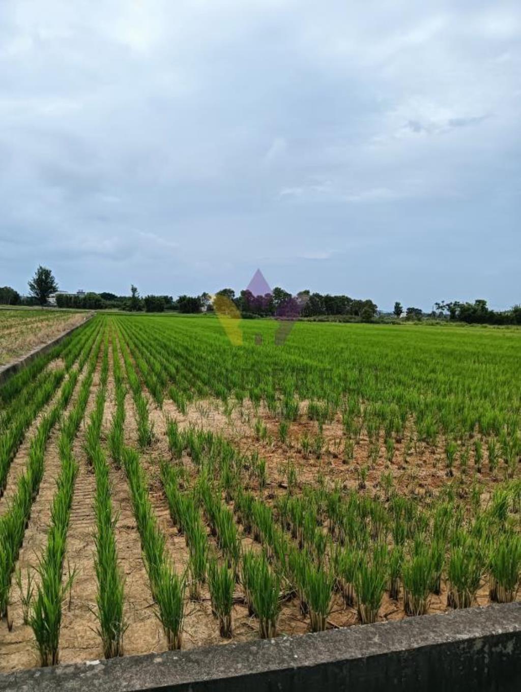 [精彩]新屋8米路大坡1210美田