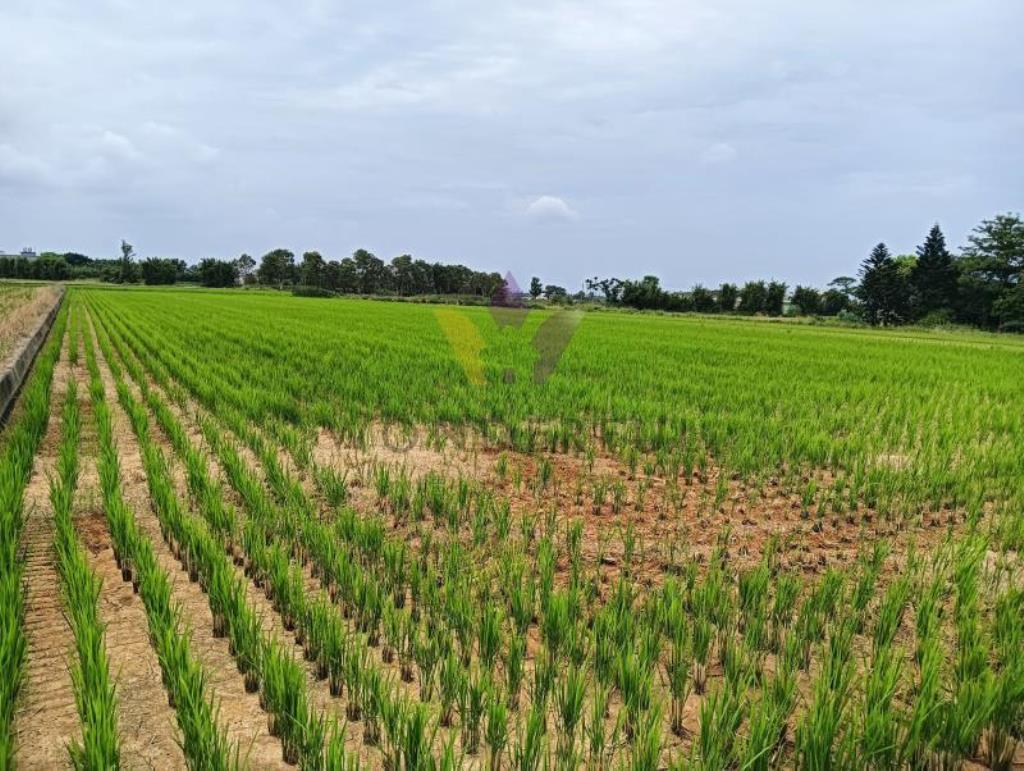 [精彩]新屋8米路大坡1210美田