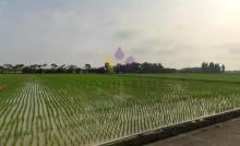 [精彩]新屋方正漂亮低總價農地