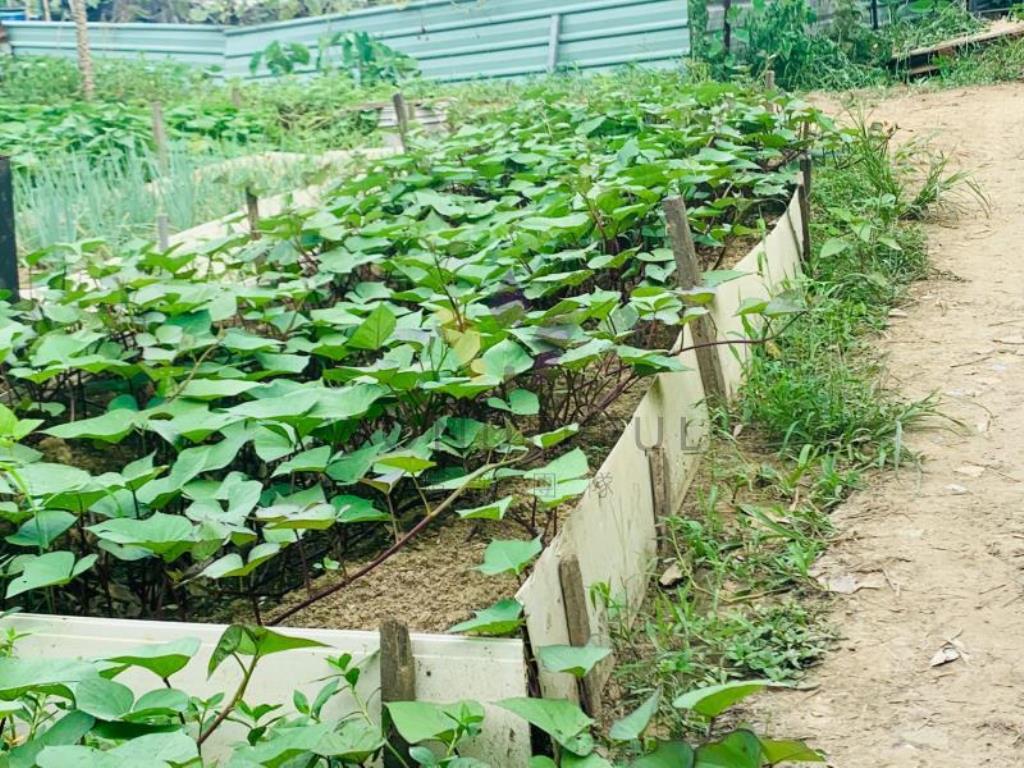 [精彩]平鎮金陵路66旁持分美農地