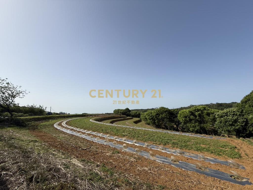 三生櫻花梯田美地