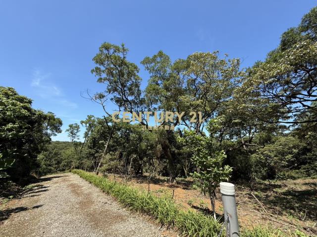 黃金蕃薯段臨路美地