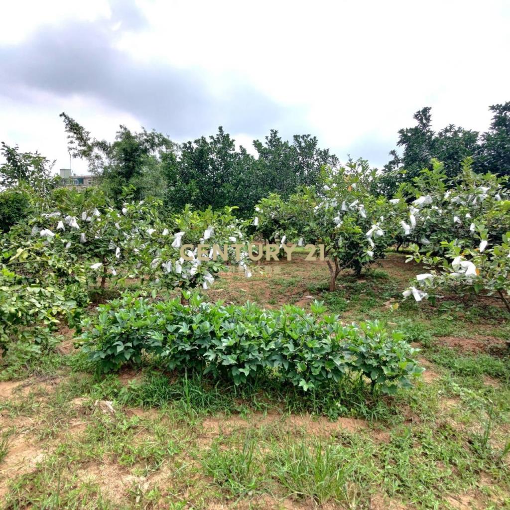 八德區埤塘休閒農地