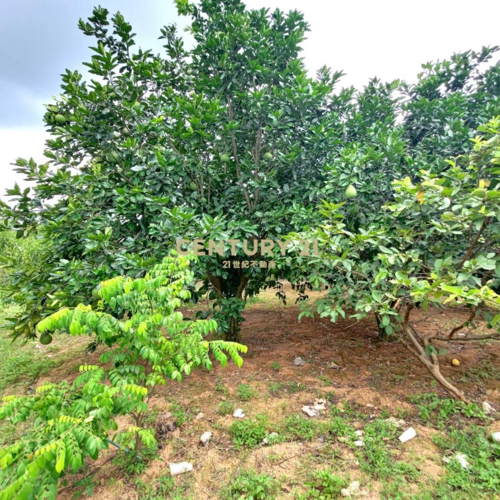 八德區埤塘休閒農地