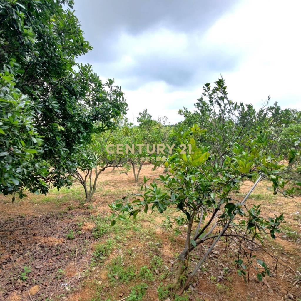 八德區埤塘休閒農地