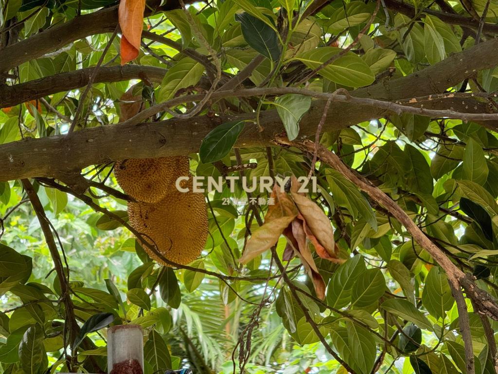 八德區埤塘休閒農地