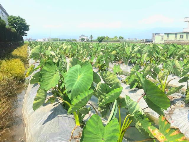 AC886壯圍小農地含加室建照