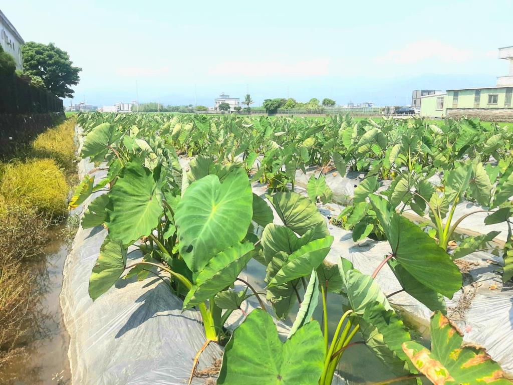 AC886壯圍小農地含加室建照