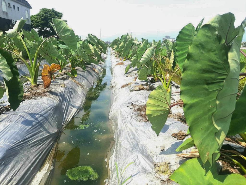 AC886壯圍小農地含加室建照