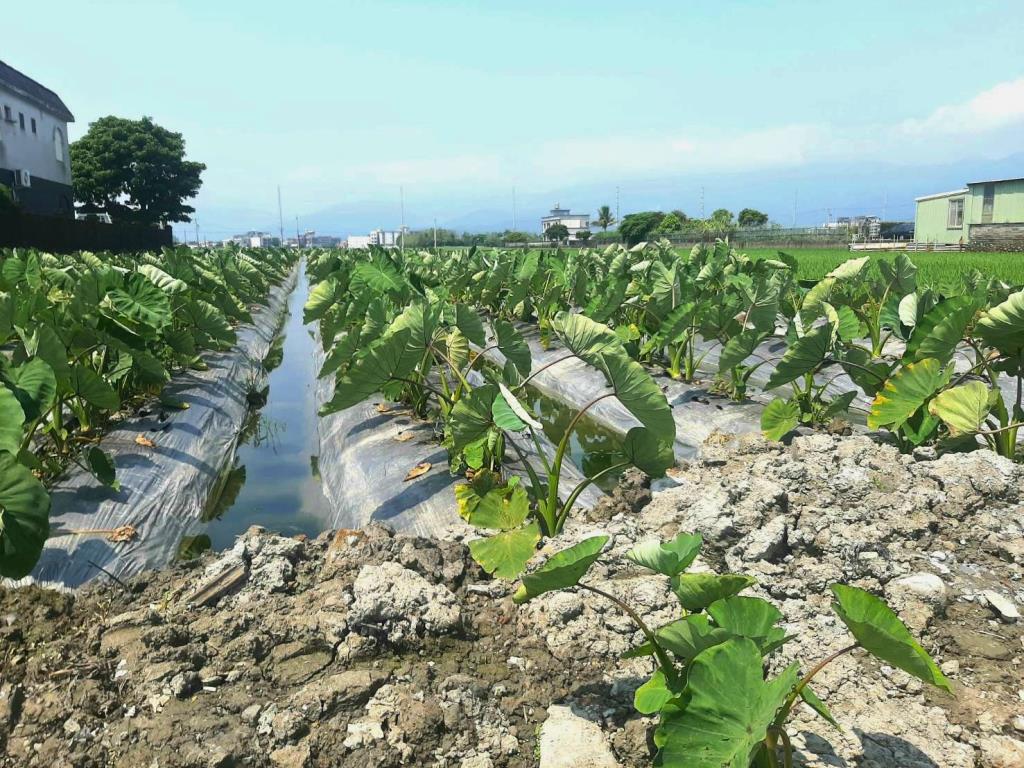 AC886壯圍小農地含加室建照