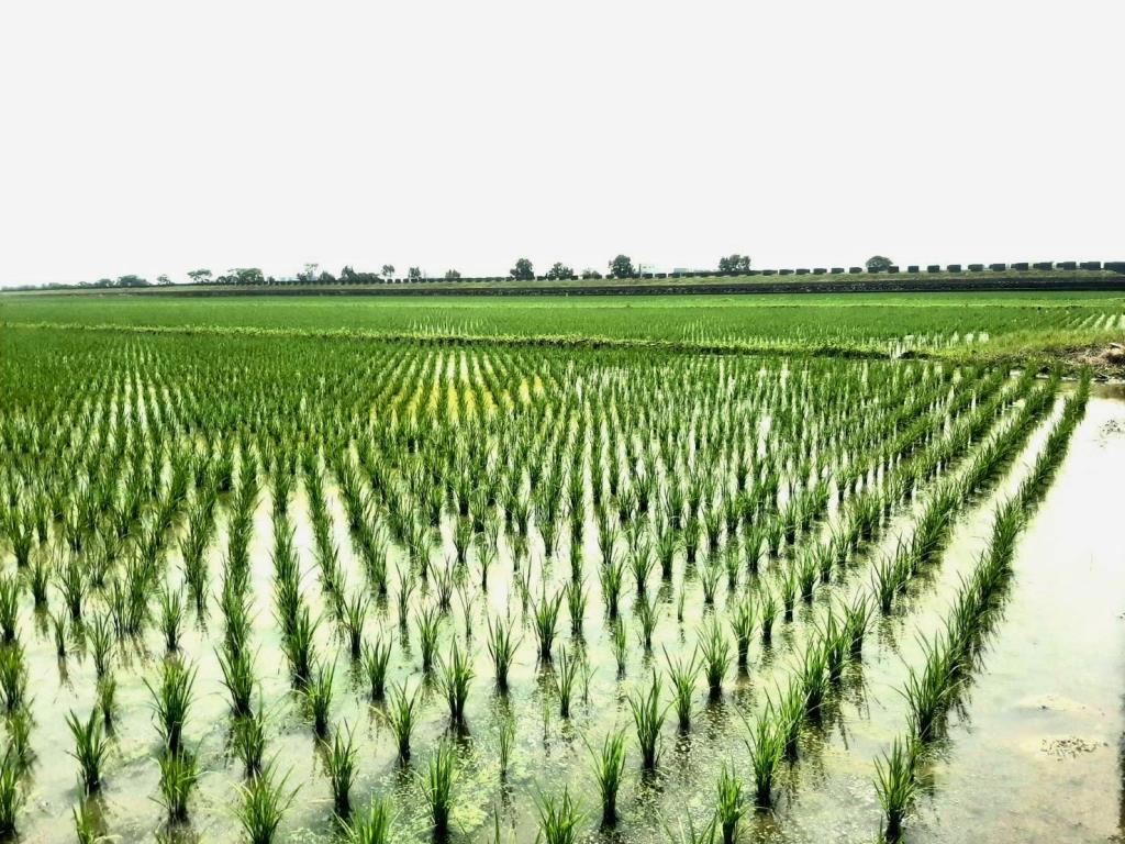 AC888壯圍便宜農地