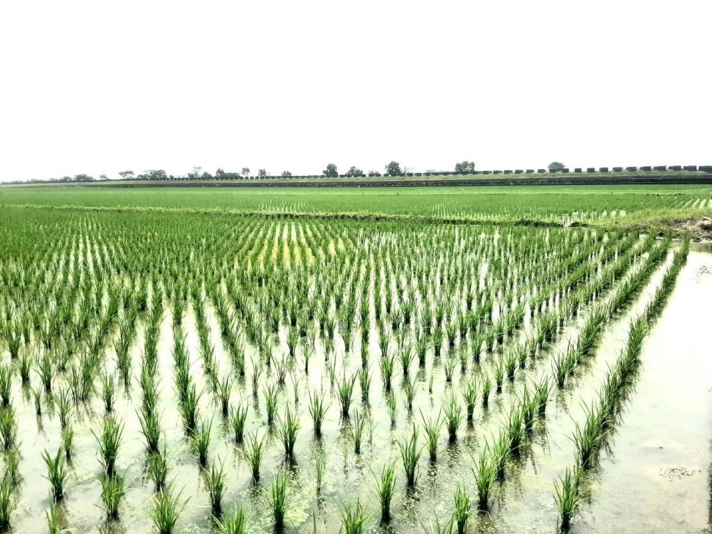 AC888壯圍便宜農地