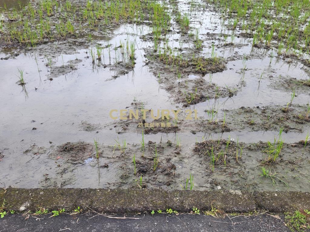 BC824三星頂美大面寬足坪農地