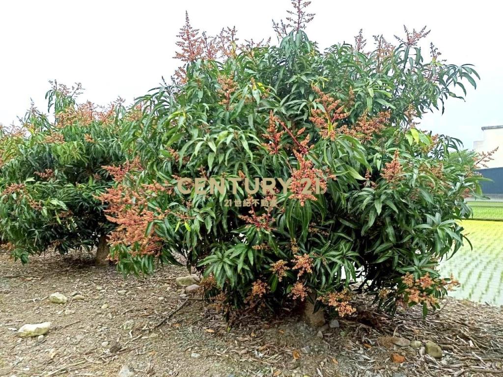 BC830員山宜蘭市旁不淹水農地+農機室