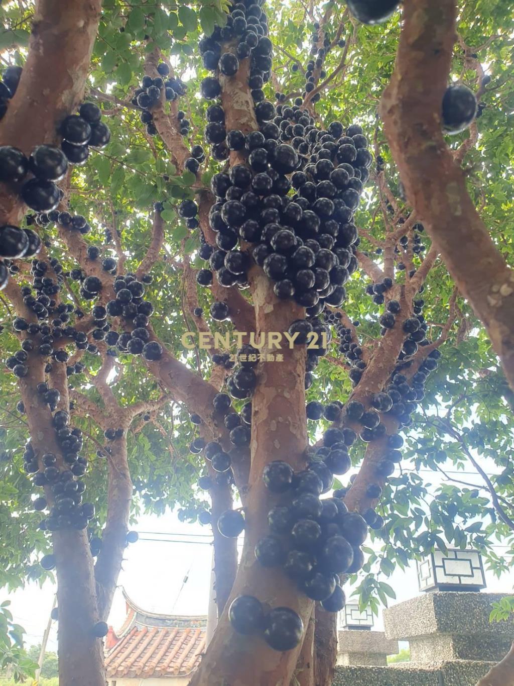 FE080三星山景樹葡萄美景農莊