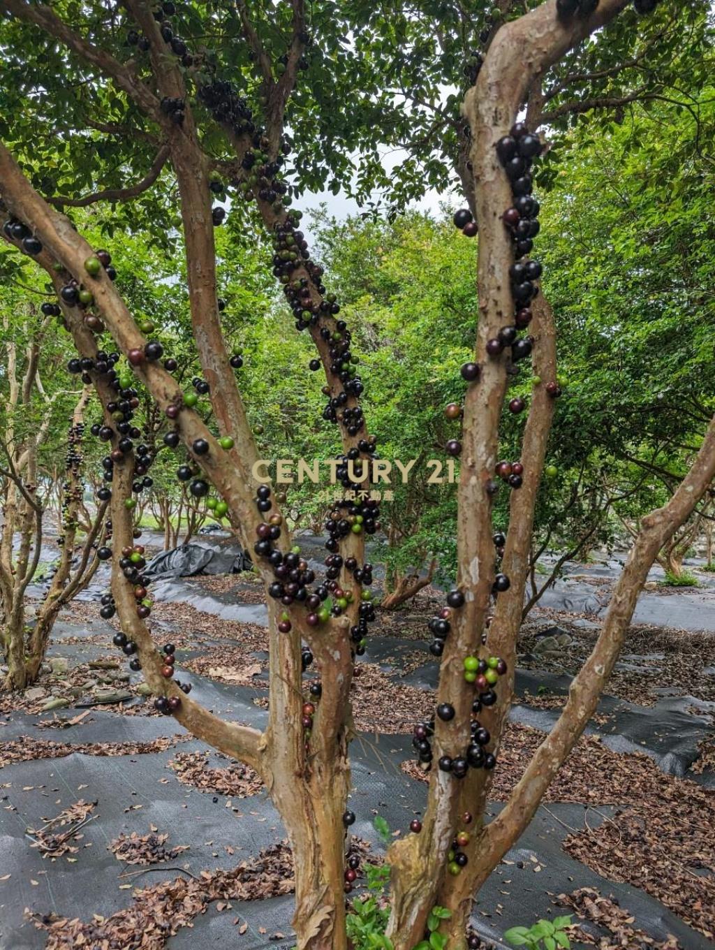 FE080三星山景樹葡萄美景農莊