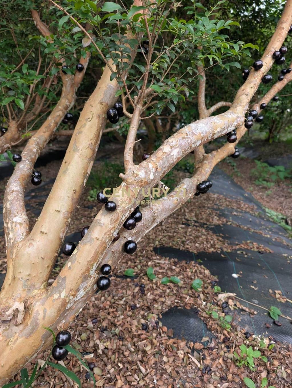 FE080三星山景樹葡萄美景農莊