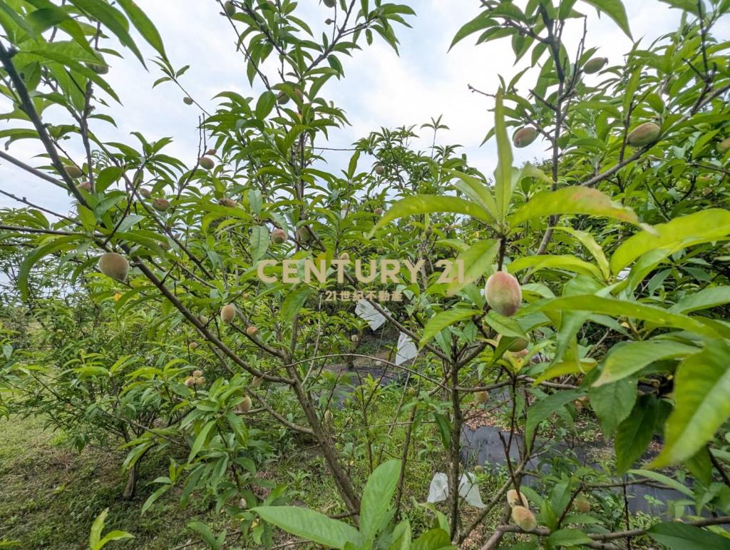 FE080三星山景樹葡萄美景農莊