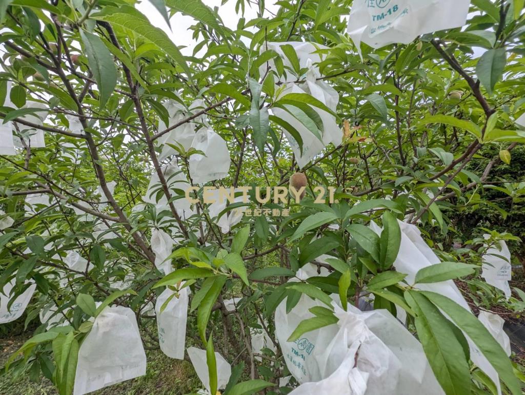 FE080三星山景樹葡萄美景農莊