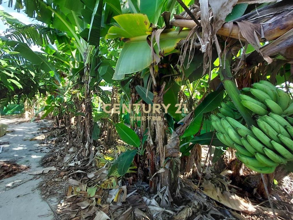 JE019礁溪青果園農舍