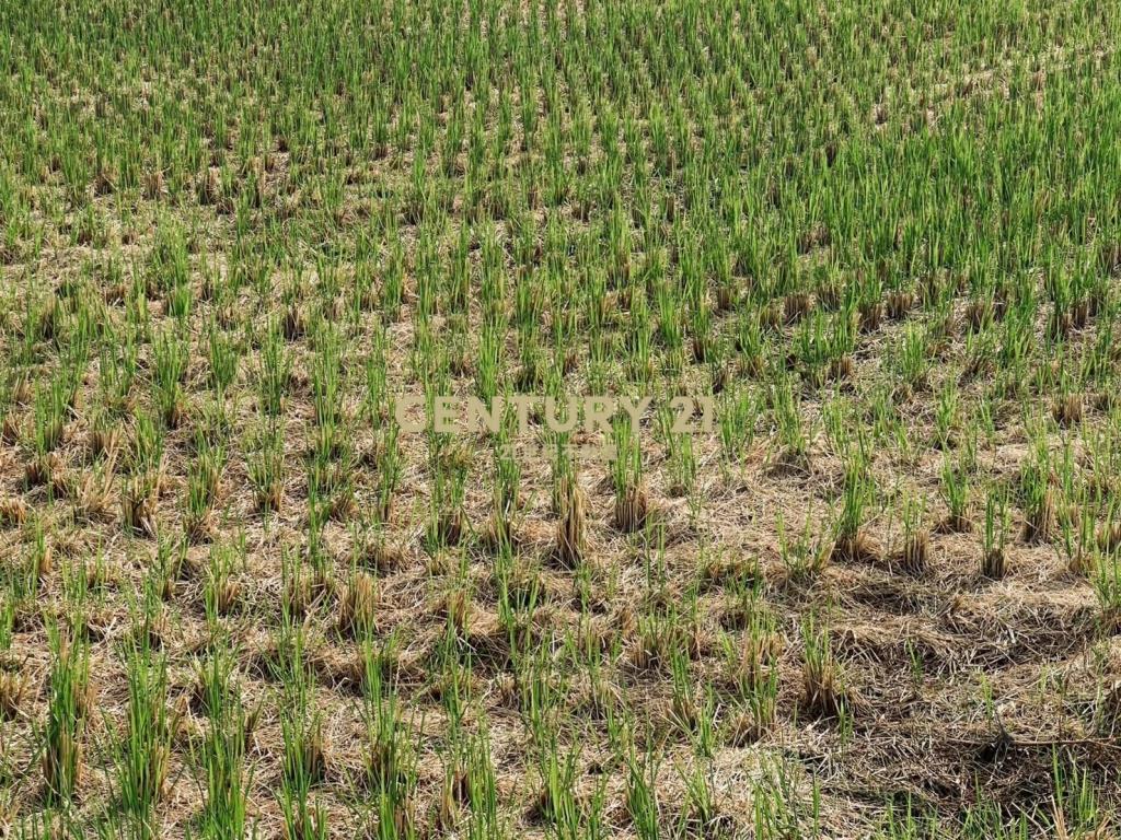 DC486遠離喧囂!尼羅河畔便宜美農地