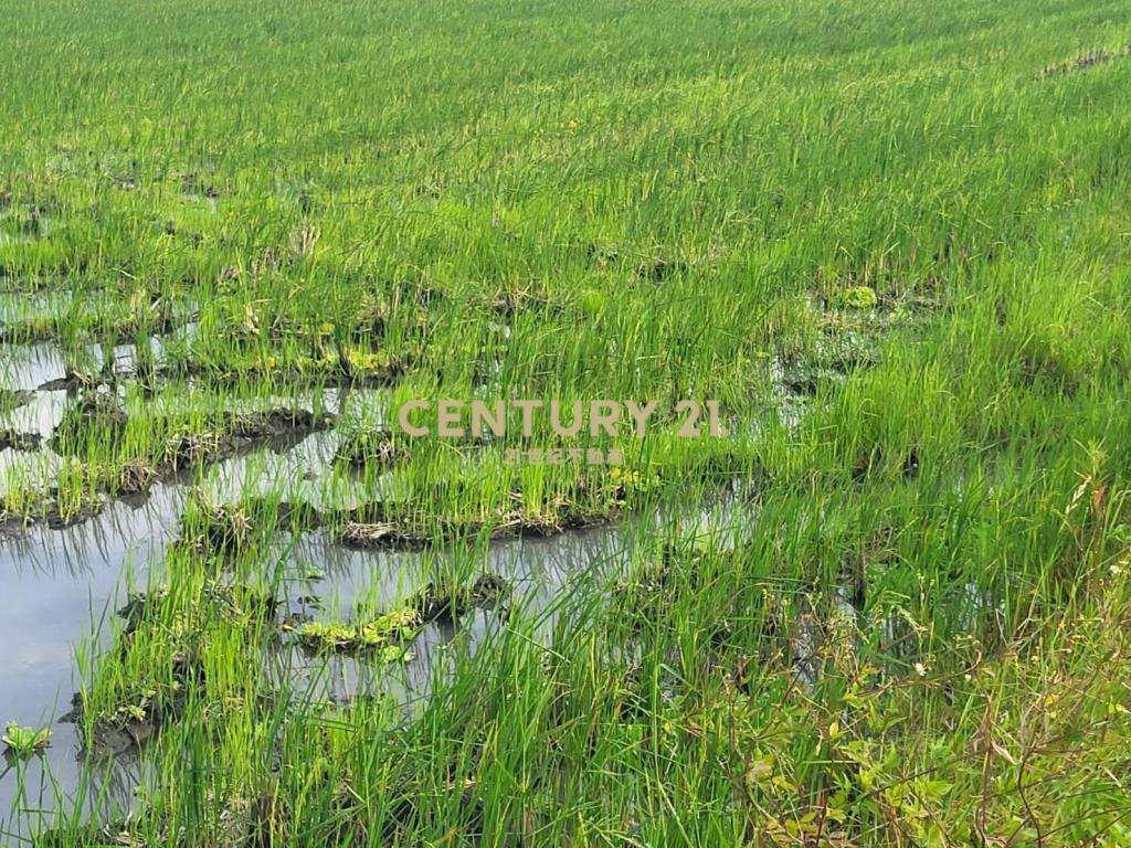 DC488獨家近羅東交流道低總價小農地