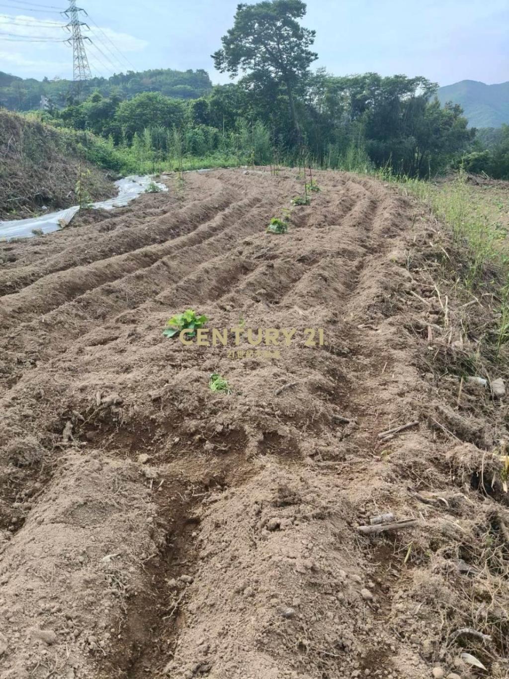 DC550新北萬里香員林臨路山坡地
