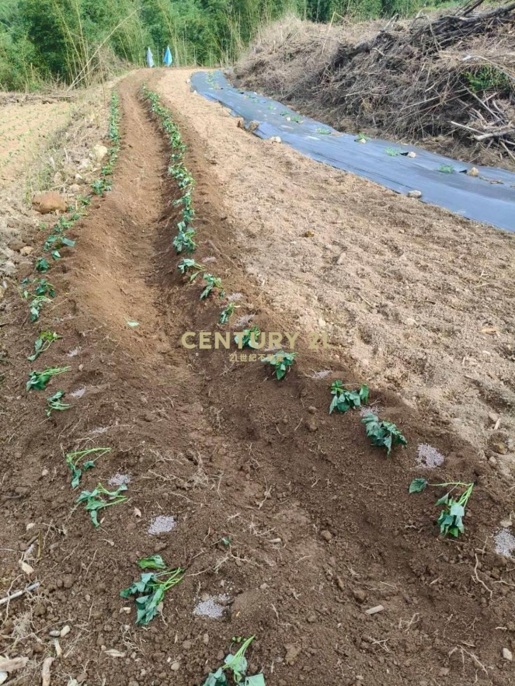 DC550新北萬里香員林臨路山坡地