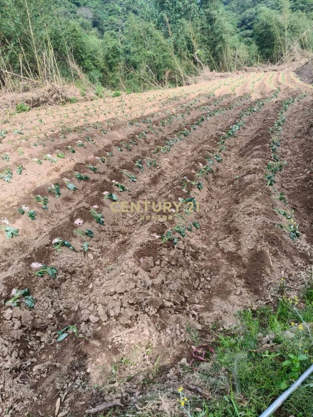DC550新北萬里香員林臨路山坡地