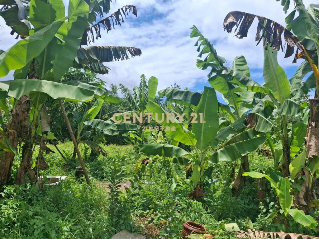 CC555員山宜5線持份投資小農地