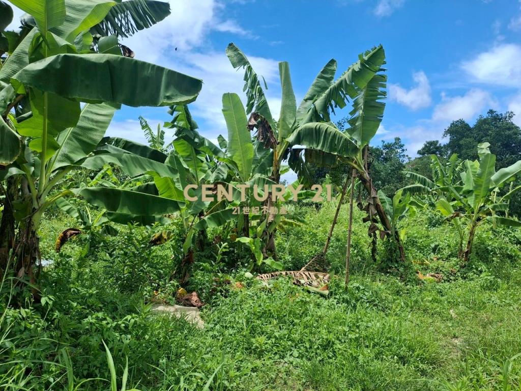 CC555員山宜5線持份投資小農地