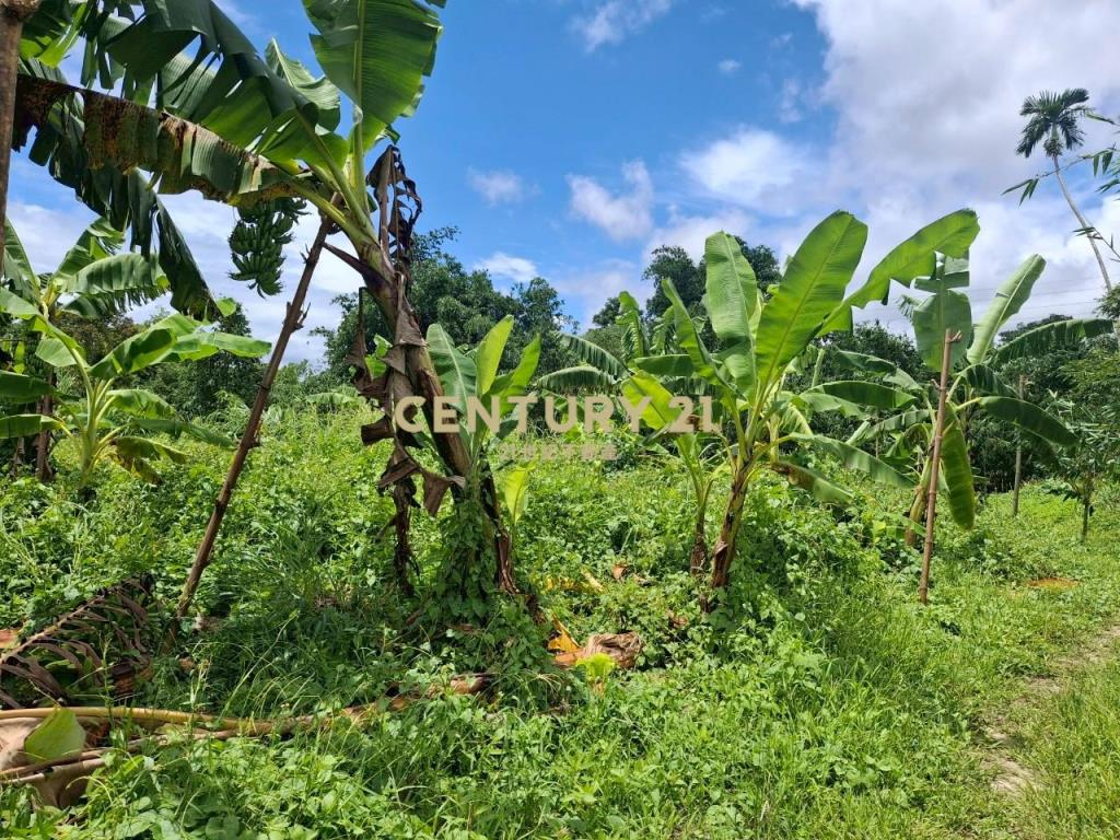 CC555員山宜5線持份投資小農地