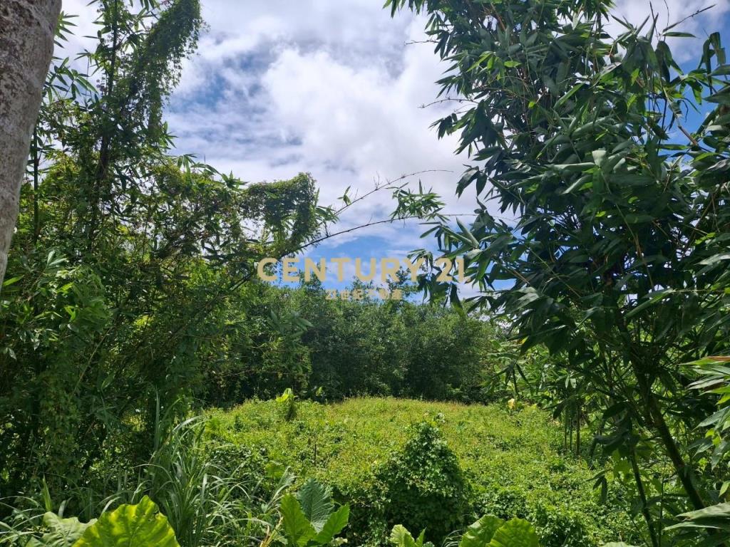 CC555員山宜5線持份投資小農地